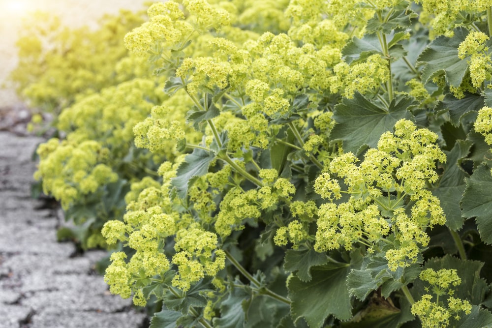 Alchemilla shade-loving plant