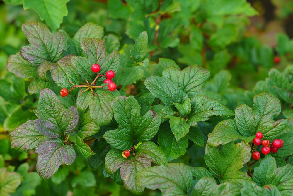 Alpine currant bush with red berries