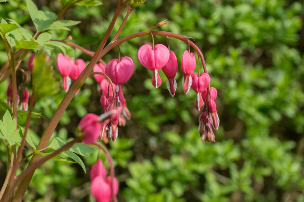 Close up of bleeding heart flowers