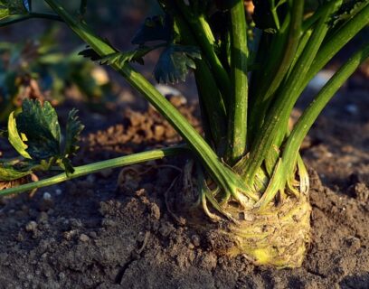 Celery growing in the ground