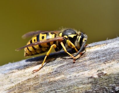 Close up of a wasp