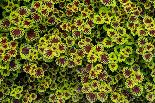 Colourful coleus leaves