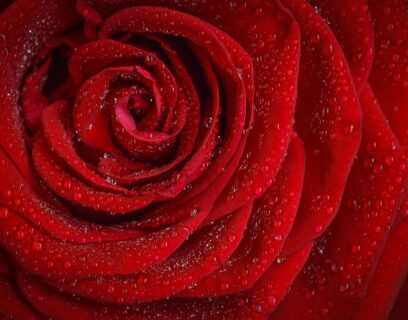 Close up of a deep red rose