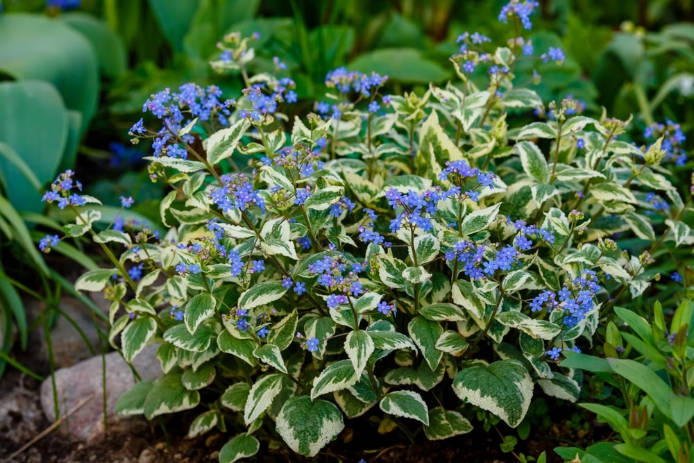 Lovely, abundant Forget-Me-Not flowers on a bush