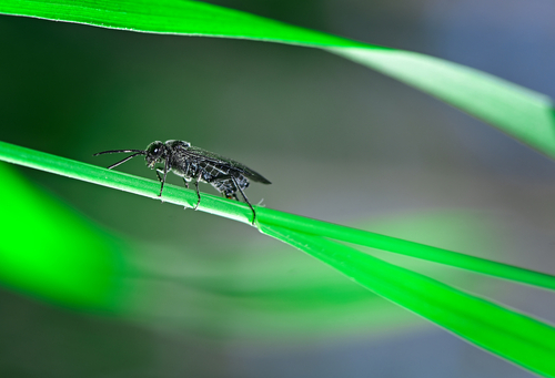 Close up of a grass fly