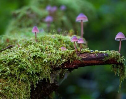 Green mould and moss growing on a tree