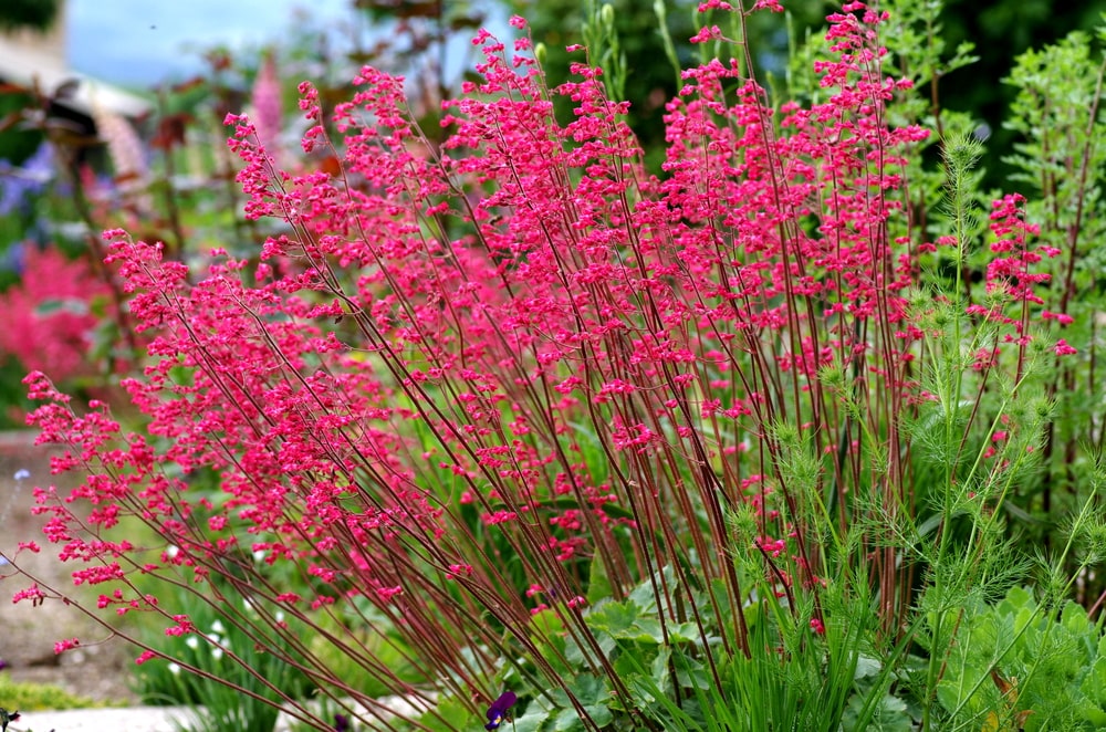 Lovely red flowers on the shade-loving heuchera