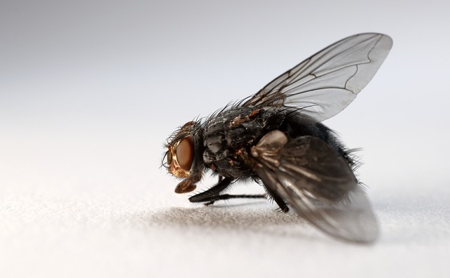 Close up of a housefly