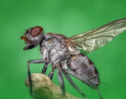 Housefly close up