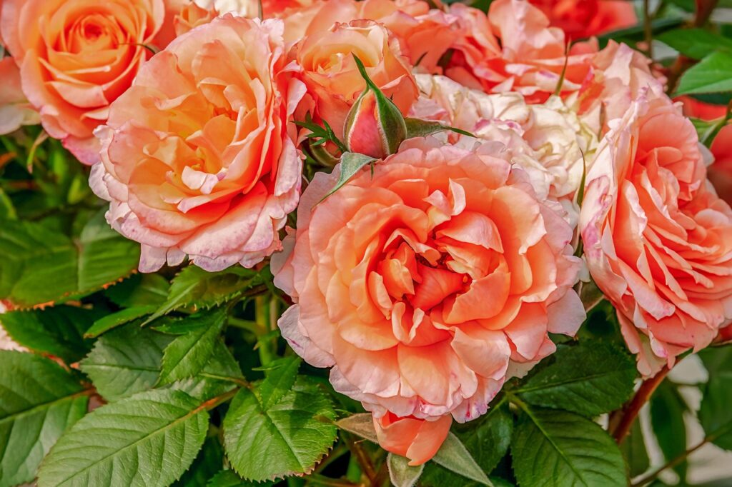 An abundance of orange roses on the bush