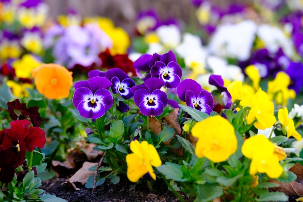 Multi-coloured pansies