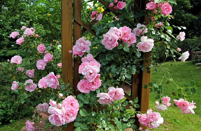 Lovely pink roses climbing up a trestle