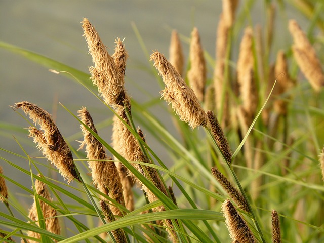 Swamp sedge in a pond