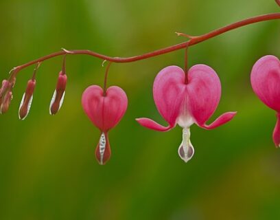 Close up of a stem of bleeding heart flowers