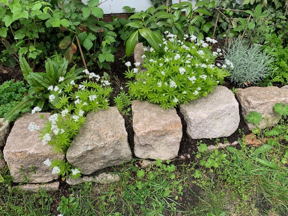 Shade-loving woodruff