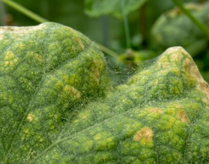 Spider mite damage on a cucumber leaf