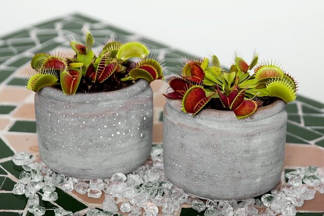 Two Venus Fly Trap plants in grey pots