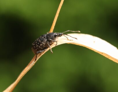 Vine weevil on leaf