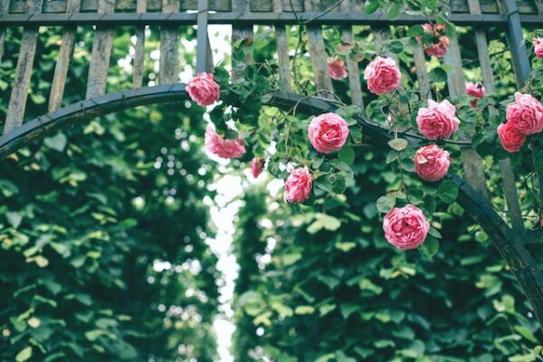 Rambler roses growing around an archway