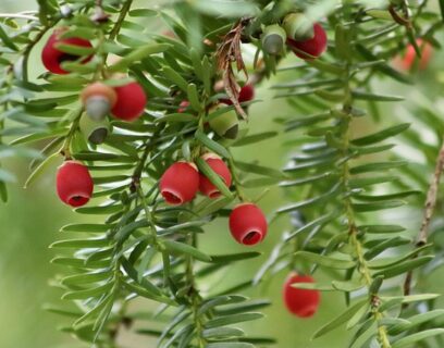 Close up of a yew tree