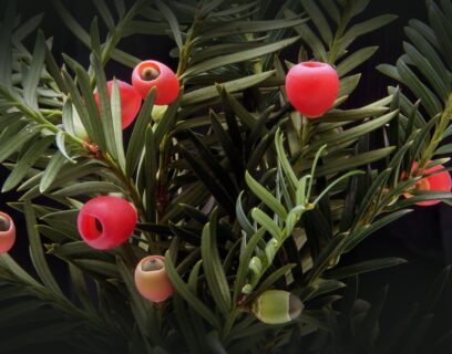 Yew tree close up