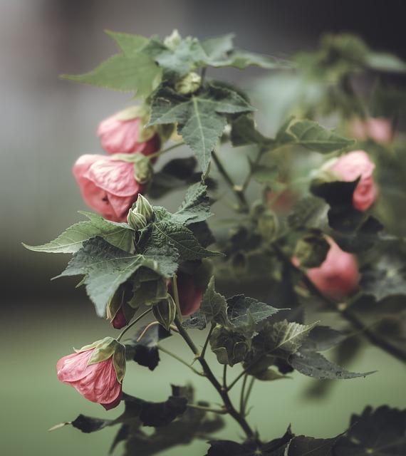 Abutilons on the bush