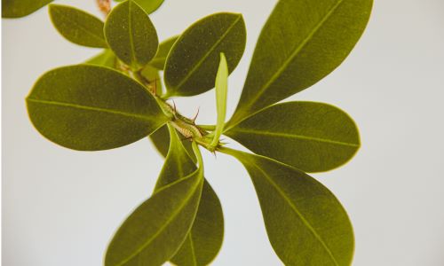 Close up of a box hedge branch, showing the thorns