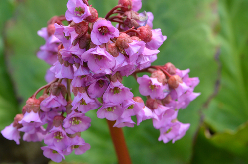 Beautiful Elephant's Ear flowers