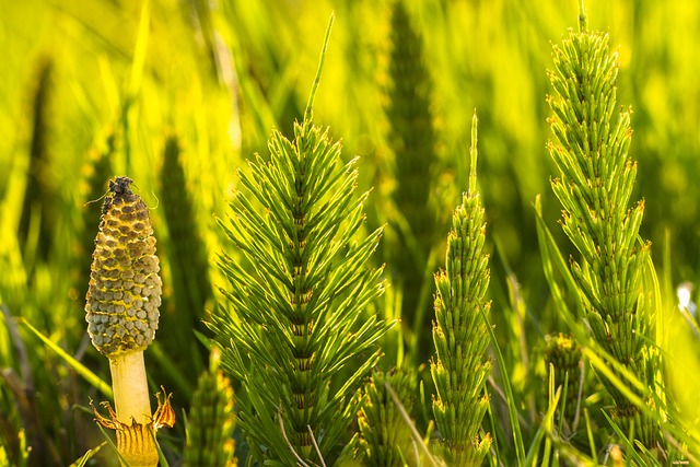 Horsetails in various stages