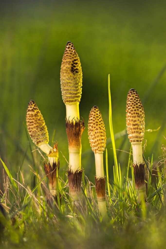 Immature horsetails