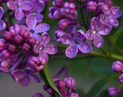 Lilac close up