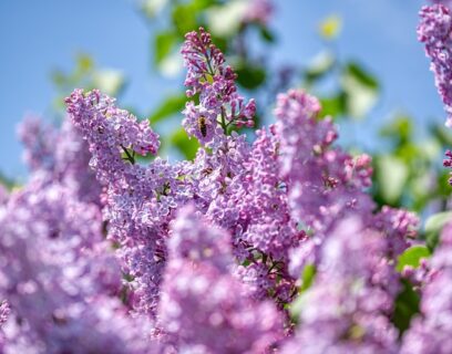 A lilac bush, close up