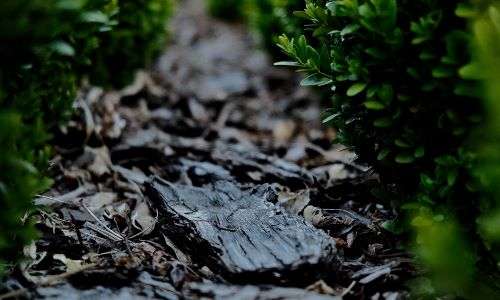 Close up of wet mulch