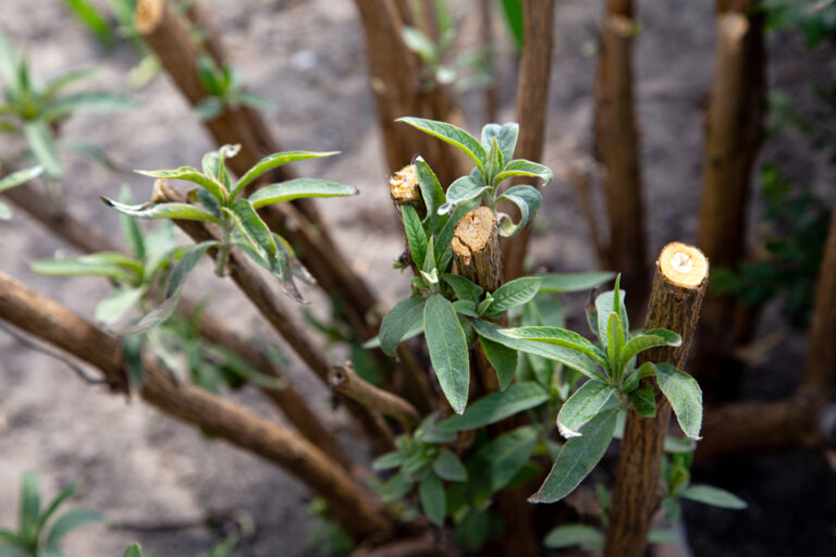 New buds growing on a hard-pruned lilac