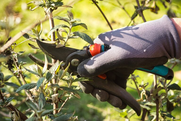 A gloved hand cutting a lilac