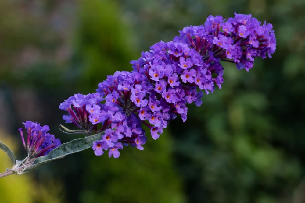 Summer lilac head