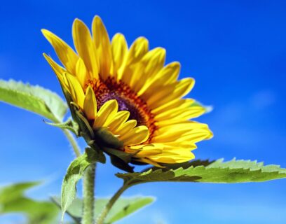 A beautiful sunflower against a blue sky
