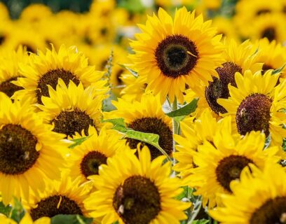 A close up of a field of summer sunflowers