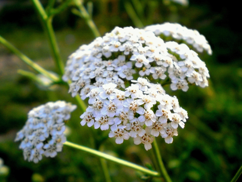 Yarrow blooms