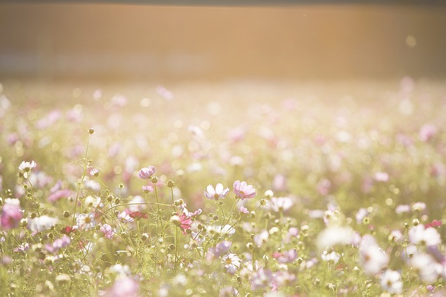 A field of cosmos flowers