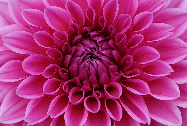 Close up of a dahlia