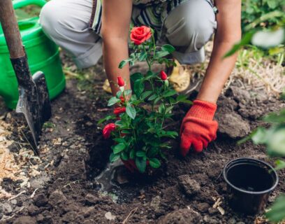 A woman planting roses