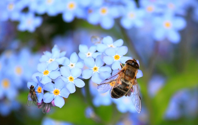 A bee and a fly feeding on blue flowers