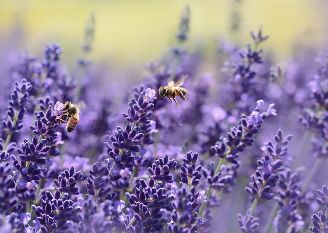 A bee on a lavender bush