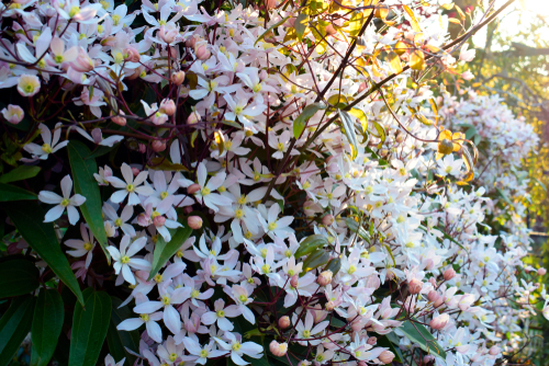 A clematis armandii with hundreds of flowers.