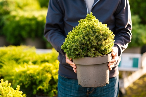 A dwarf conifer