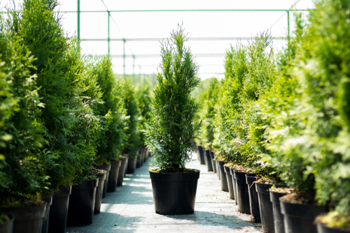 Emarald green arborvitae in pots 