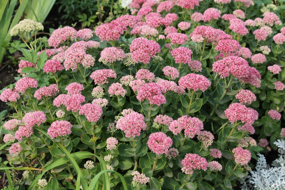 Fat Hen plant with abundant pink bloom clusters