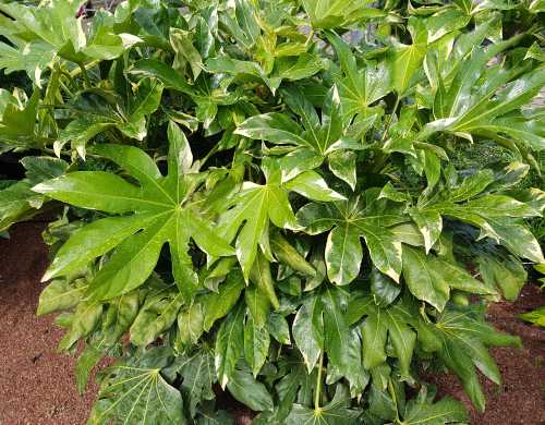 A fatsia japonica in a tub