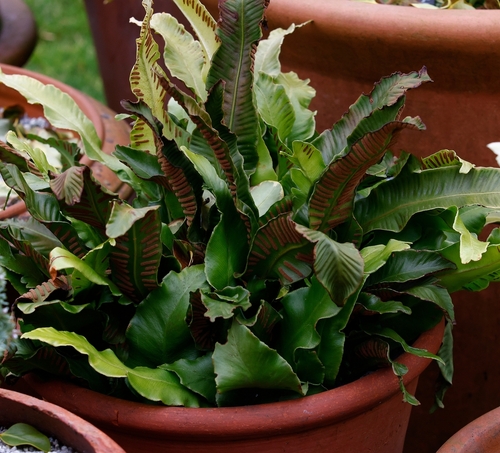 Hart's tongue fern in a pot